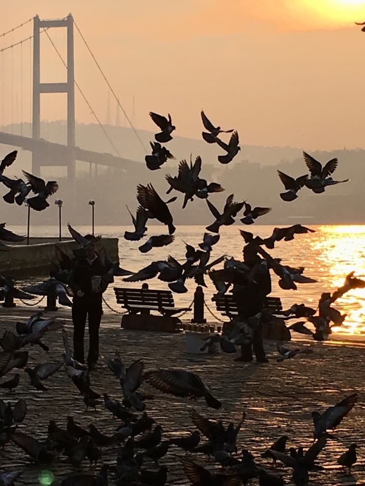 A flock of pigeons lifts off along the Bosphorus at sunset, the bridge in silhouette behind and a few people on the shore.
